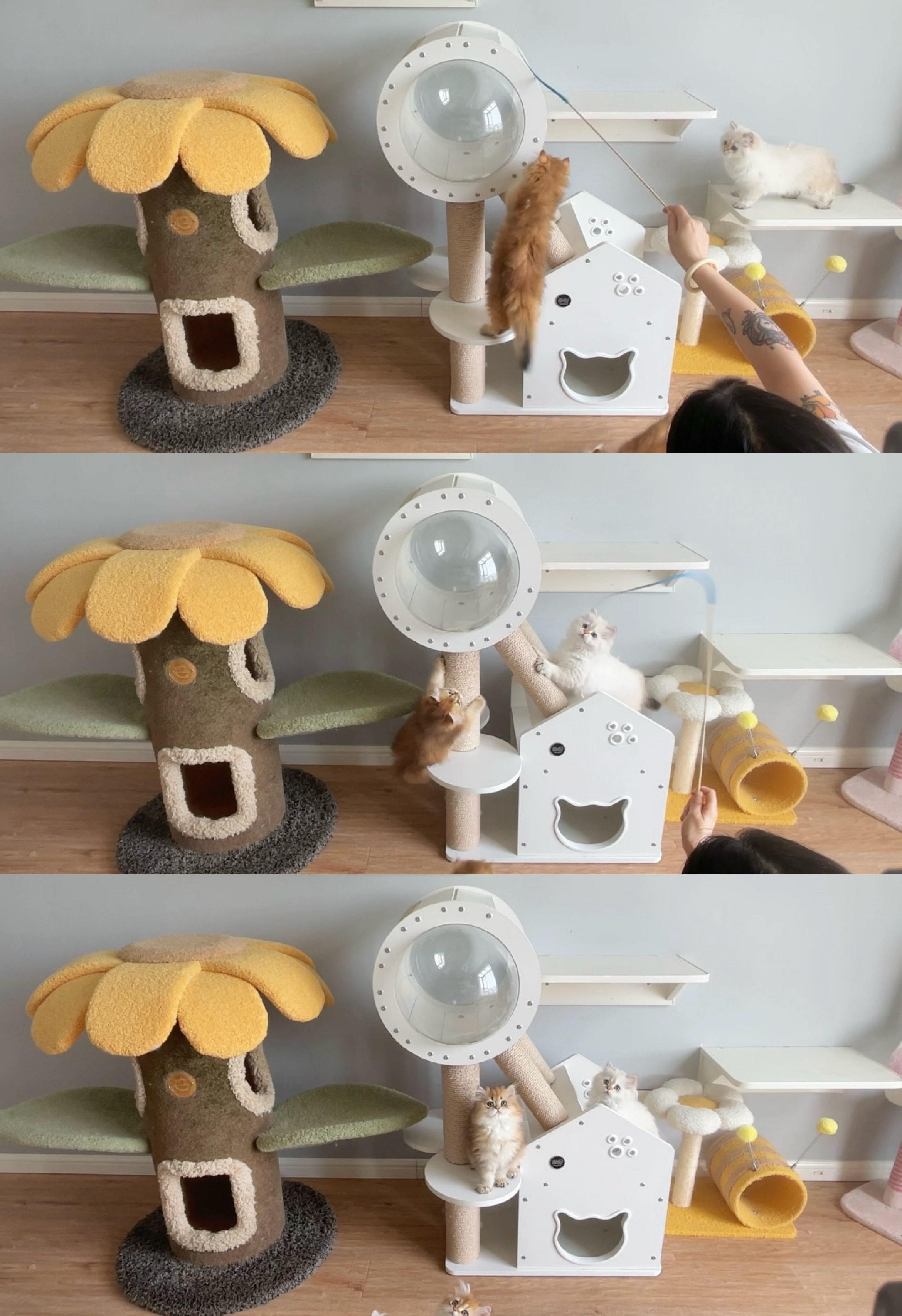 母亲节快乐猫母我本人#英国长毛猫##金渐层##金点# ​​​