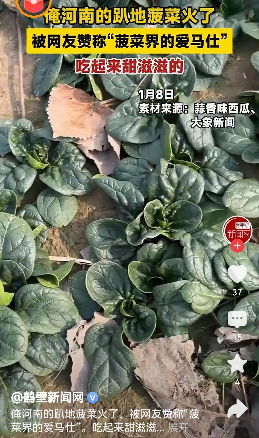河南趴地菠菜走红河南趴地菠菜火出圈太惊喜了！被称作“菠菜界爱马仕”是对本土农产品