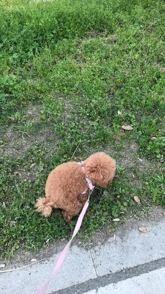 以防有人想看窝粑粑的小狗