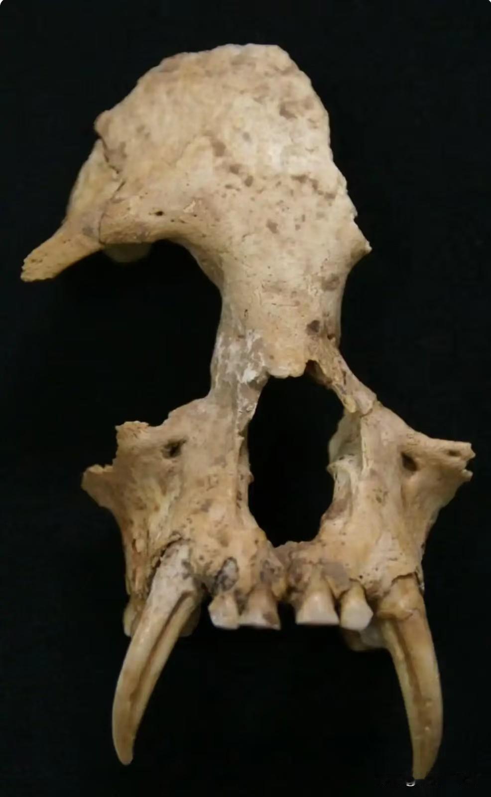 秦始皇祖母陵出土长臂猿为灭绝新物种。2004年陕西考古队在秦始皇祖母夏太后陵12