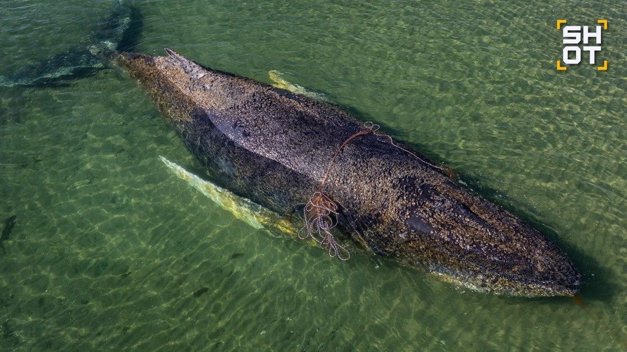被困波罗的海浅滩的座头鲸“蒂米”终于自由了——不是因为救援队成功施救，而是因为水