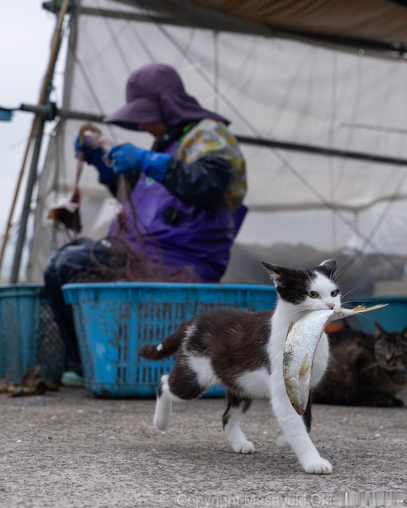 嘴上说着 “我出门啦”，其实已经叼走了今天的第一条鱼🐱🐟 