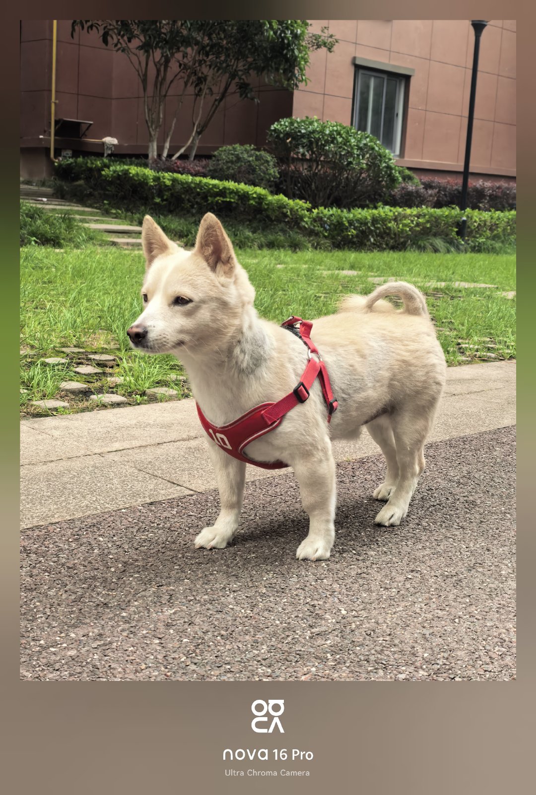 苹果实况你要毁了小猫同样都是实况，国产拍出来的小猫小狗要比苹果的好看，这是为啥