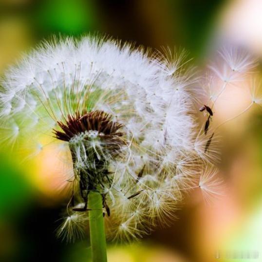 这样既保留了蒲公英清热解毒的功效，又护住了脾胃的阳气，才算是真正科学的养生局。《