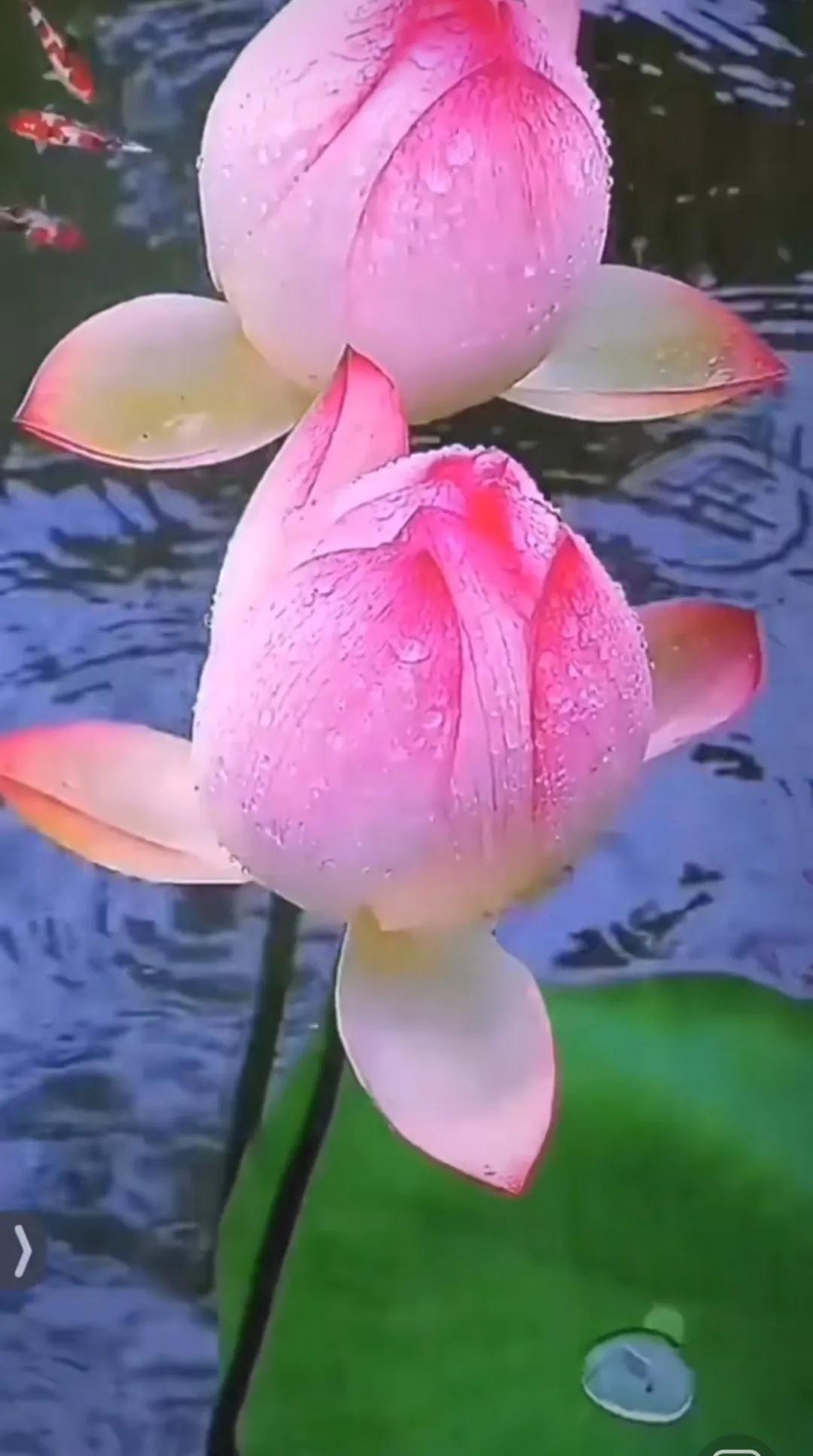 夏日生活打卡季傍晚捞小龙虾打卡：蹲在小区池塘边，用竹竿绑着线钓小龙虾，看着它们举