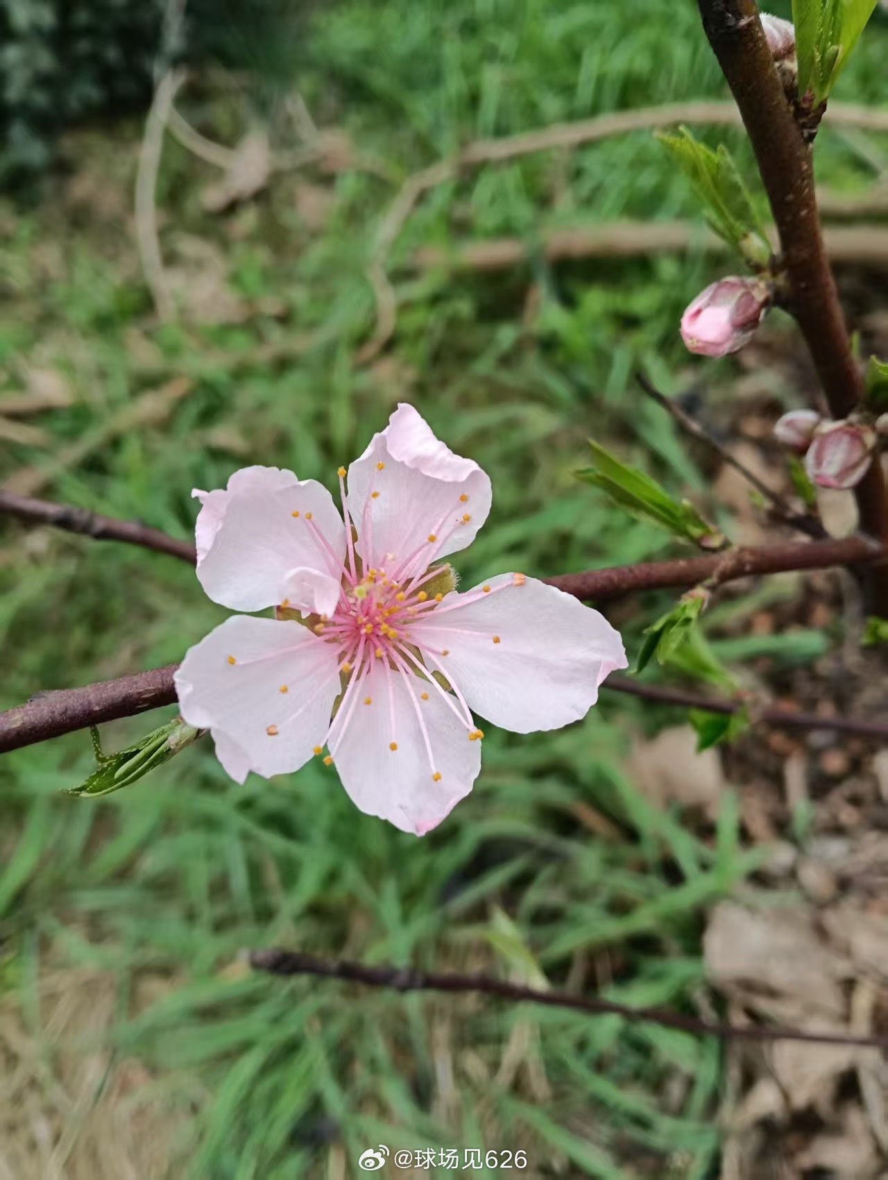 春天花会开春节摄影大赛