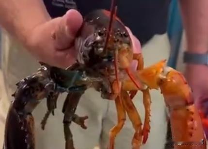 嘿，你知道吗？最近美国海多地出现了好多“彩色龙虾”的大新闻！蓝的、橙的，甚至还有