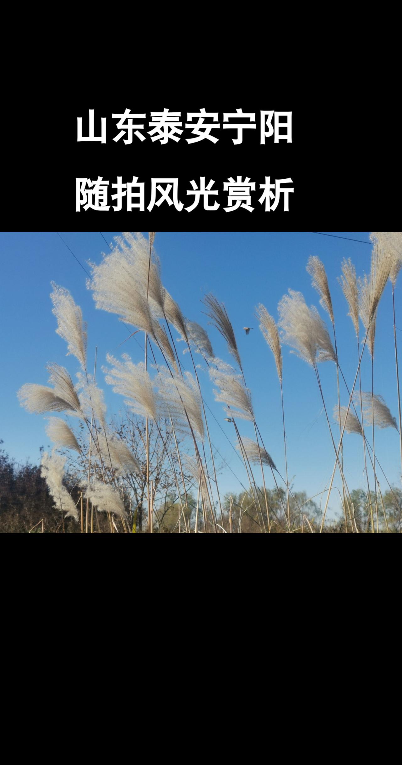 宁阳山东老家山东风景