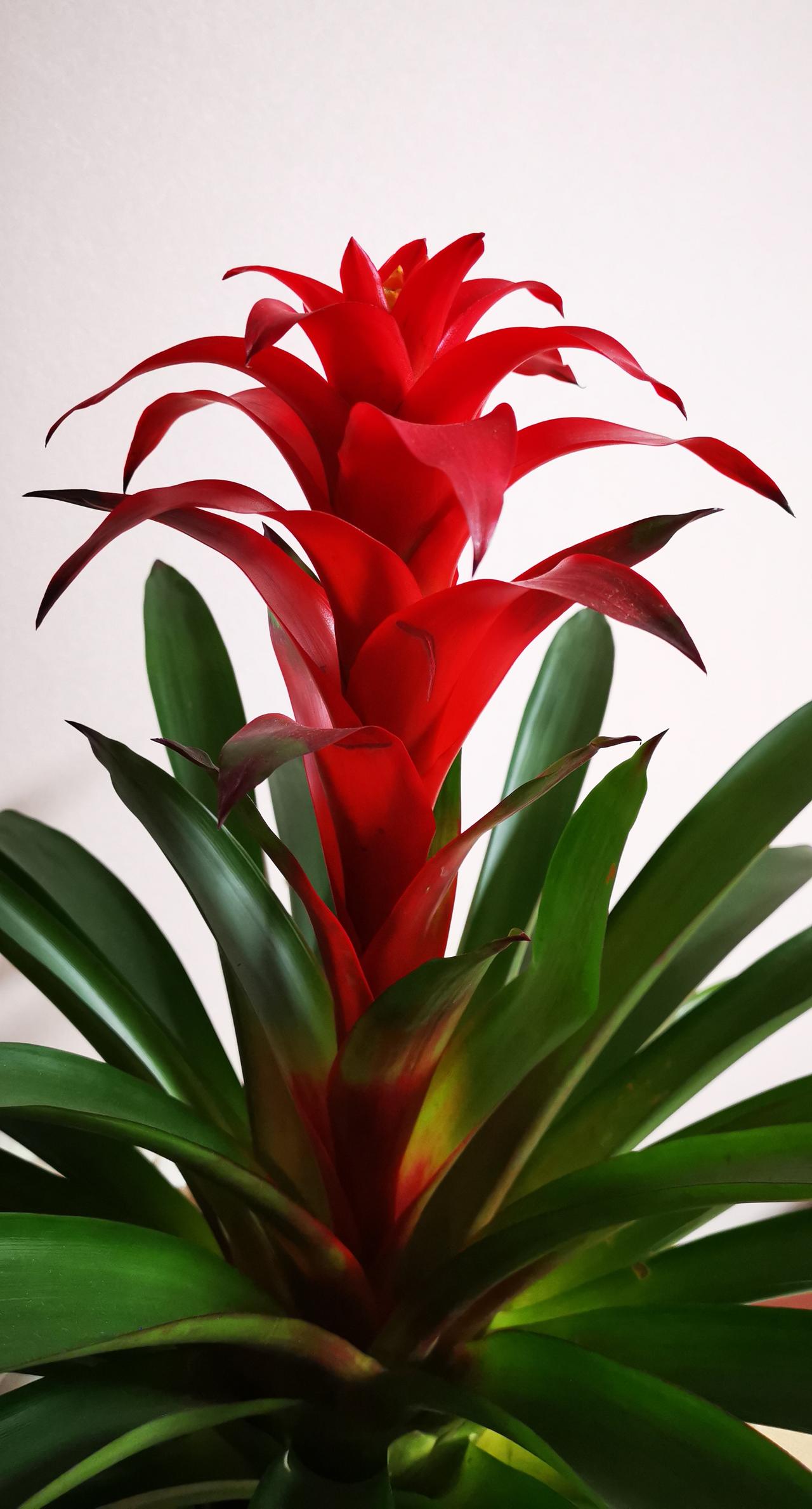 人类行进的前脚踏上了现代化的台阶，
后脚还在腐朽的泥沼中挣扎。
神权政治就是泥沼