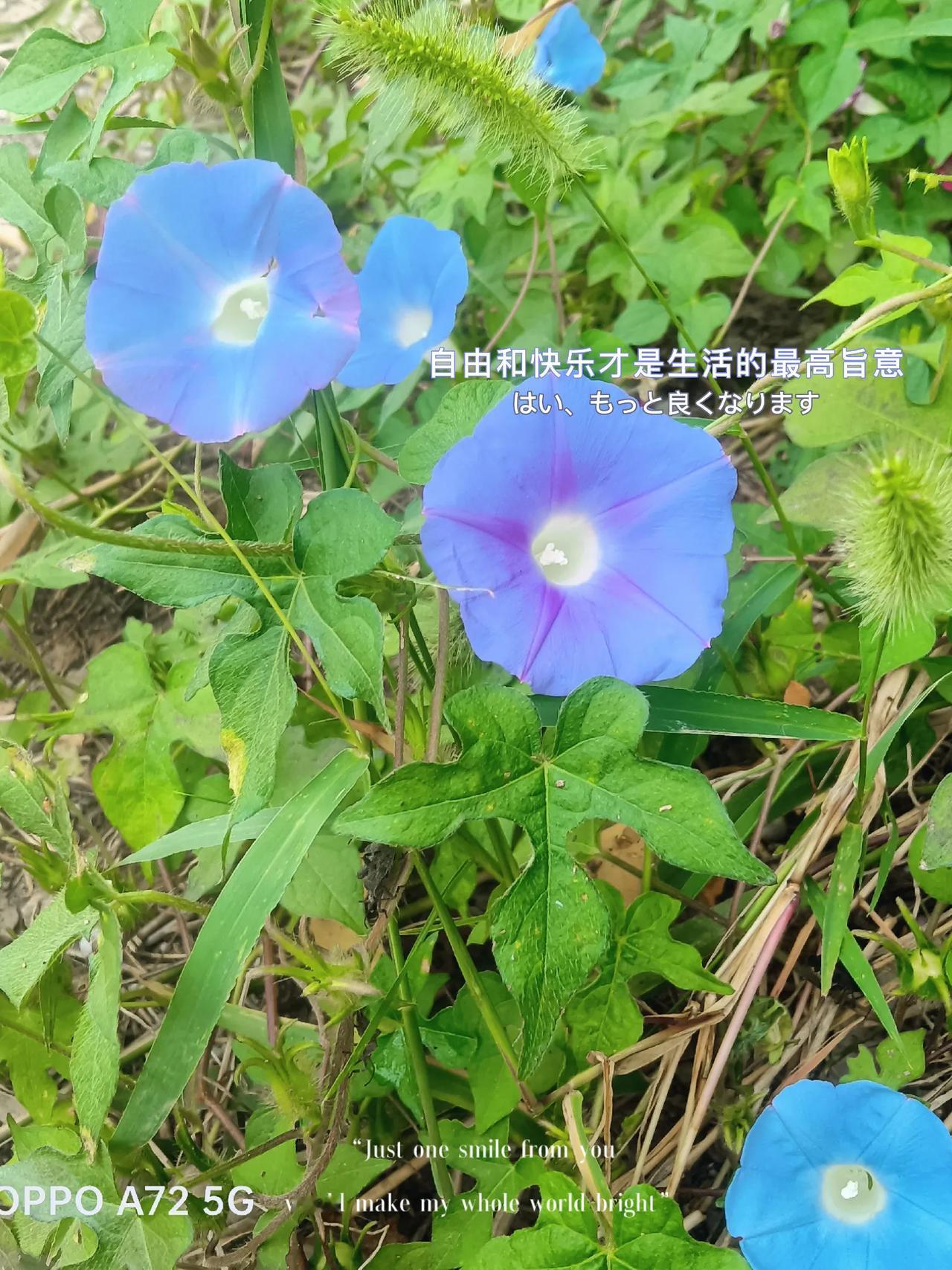 
野花如此多娇