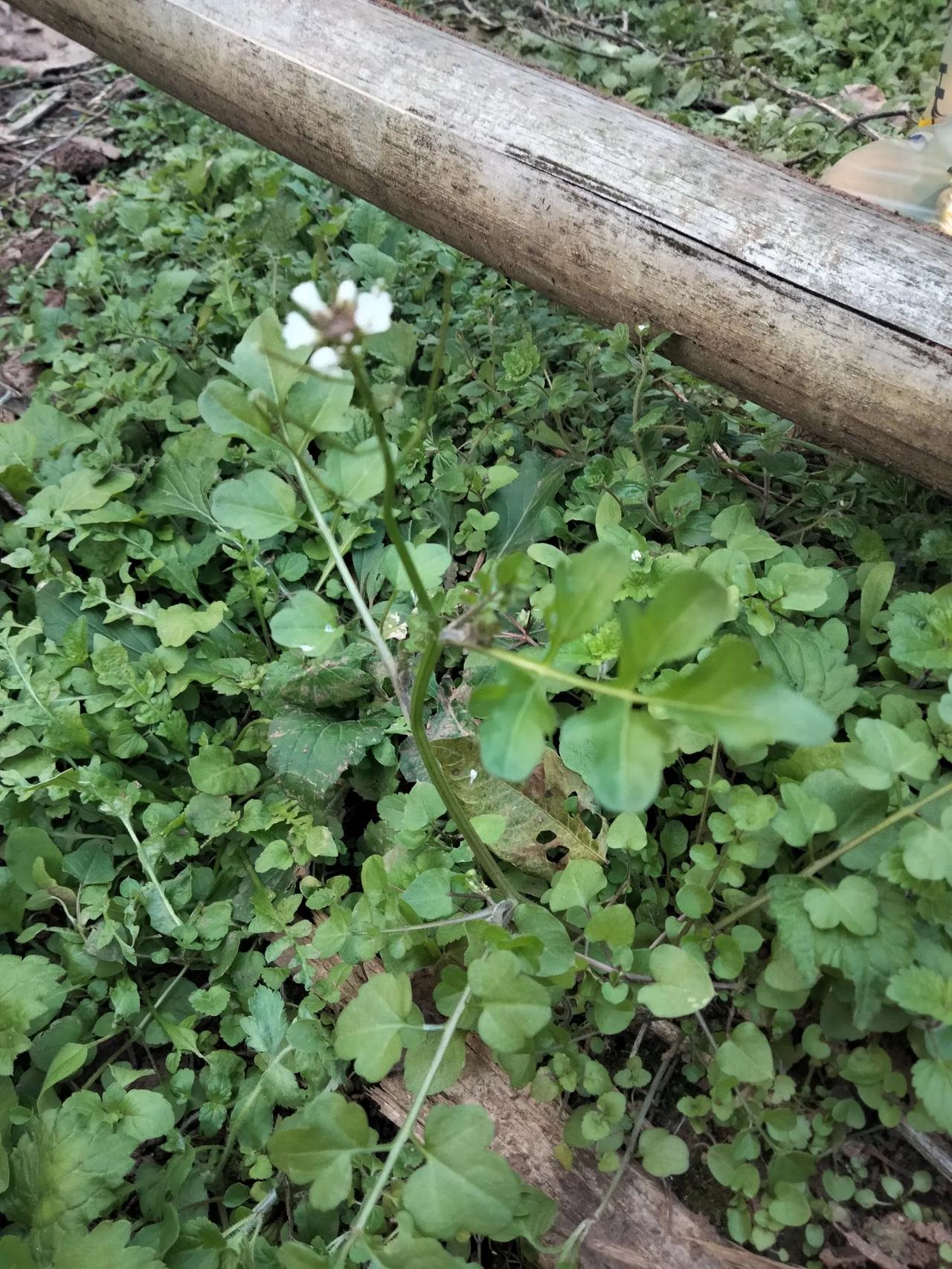 碎米荠，又叫雀儿菜，米花香，野养菜……
一般生长在荒地，菜地，山坡上……