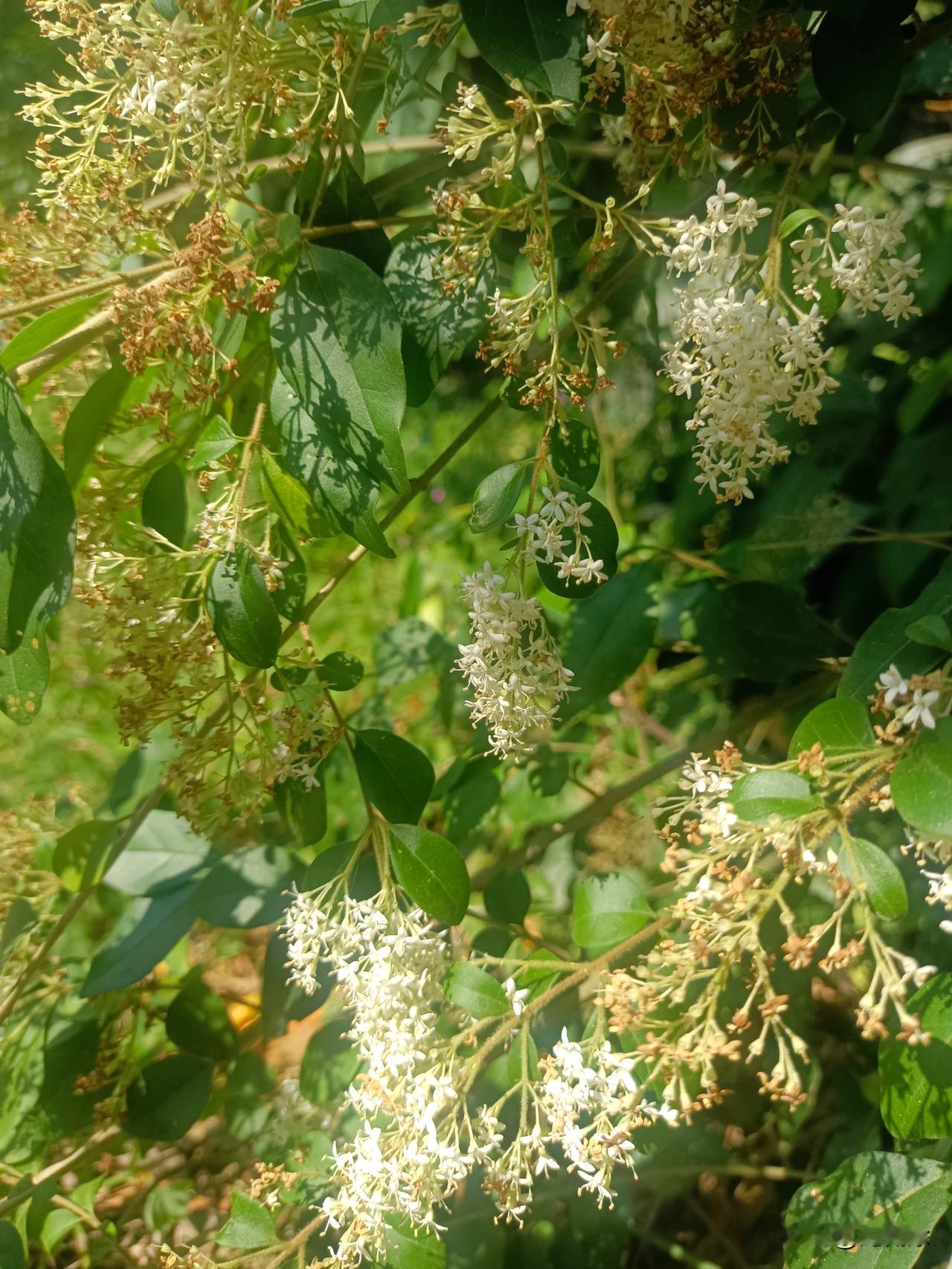 公园边上随手拍的，也不知道这叫啥花，就是香得很！路过的时候被这股清香味勾住了，站