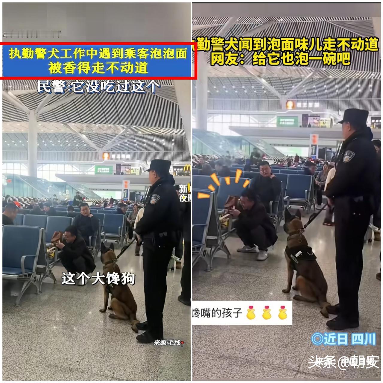 太可爱了！

四川执勤警犬突然原地罢工，民警拽都拽不动，本以为是排查出险情，结果
