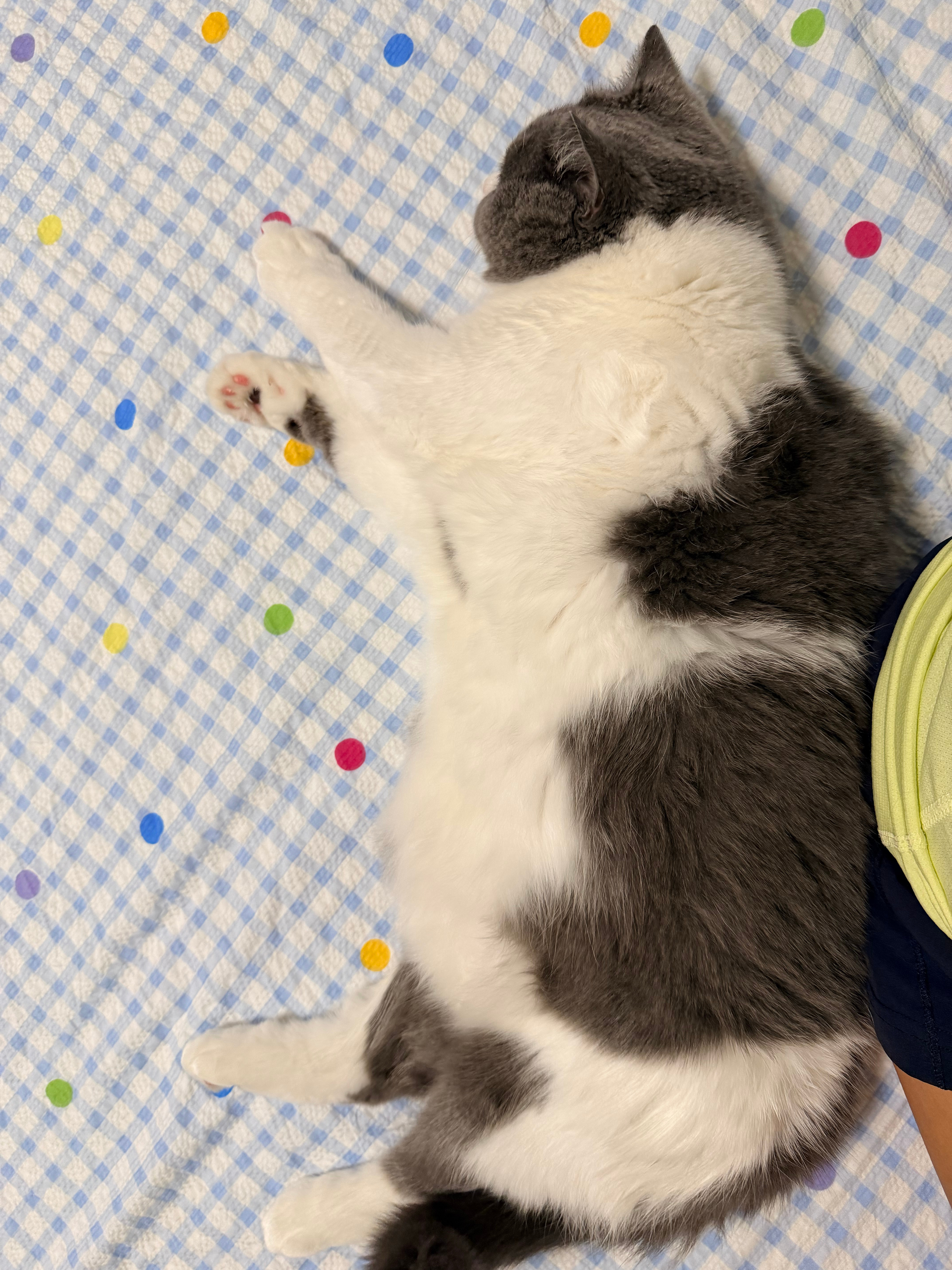 小猫不允许你难过，他会永远陪着你。哪怕自己困的不行也得挨着你睡觉。 