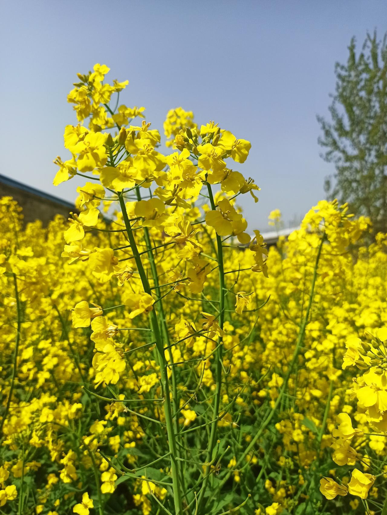 春风十里，不如万亩菜花黄✨
这首《鹧鸪天》写尽人间春日浪漫
金浪翻涌，晴光漫野