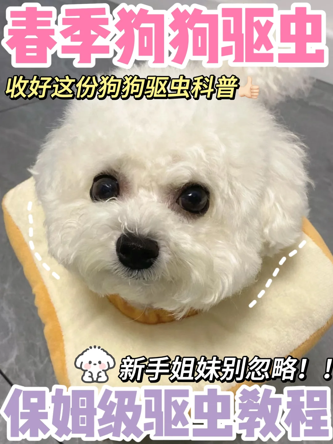 春季狗狗驱虫 保姆级驱虫攻略来了