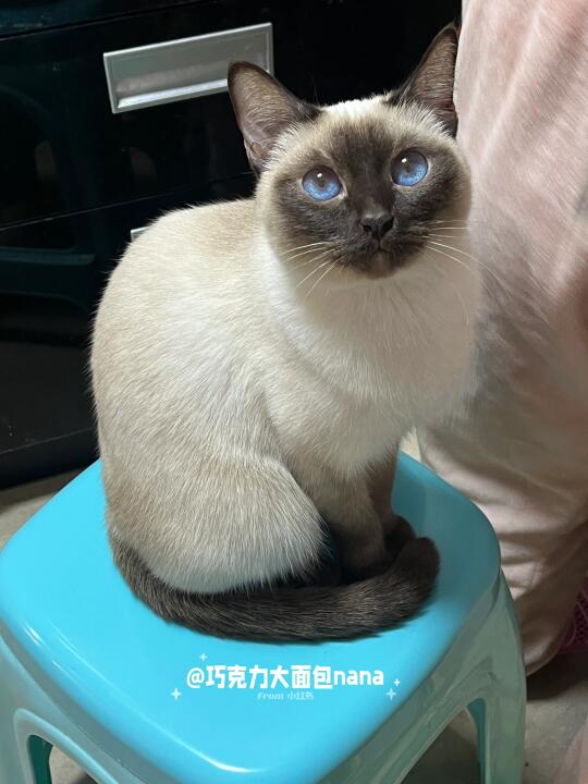 每张照片都喵一下（是有声音的实况！