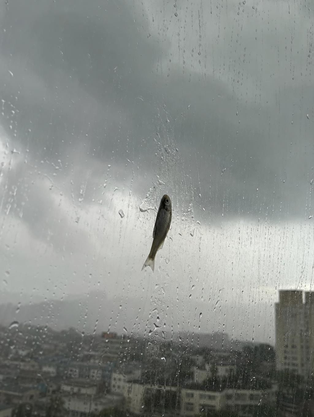 这是多大的暴风雨，把鱼都吹到玻璃上了。[微笑]