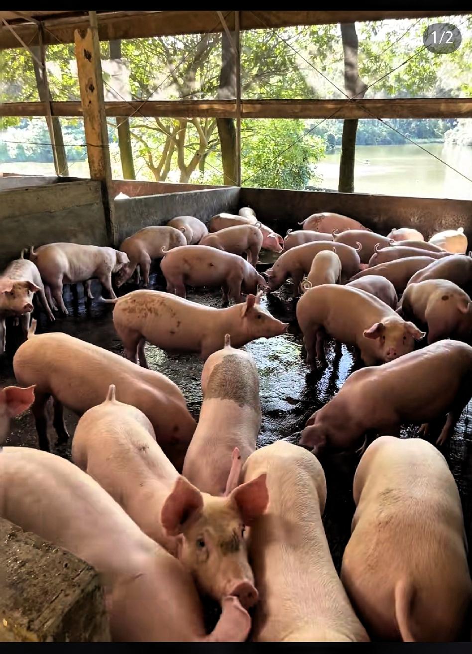 解释不清了！
近日广西桂林，男子因为养猪实在无聊，就在猪舍中安装了一套音乐设备，