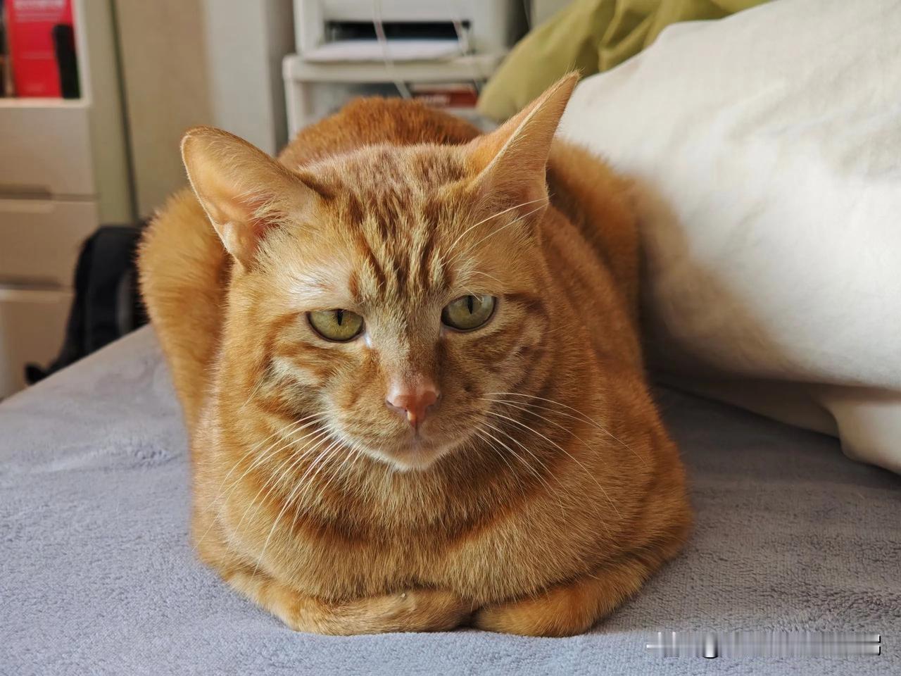 手都揣上了！！