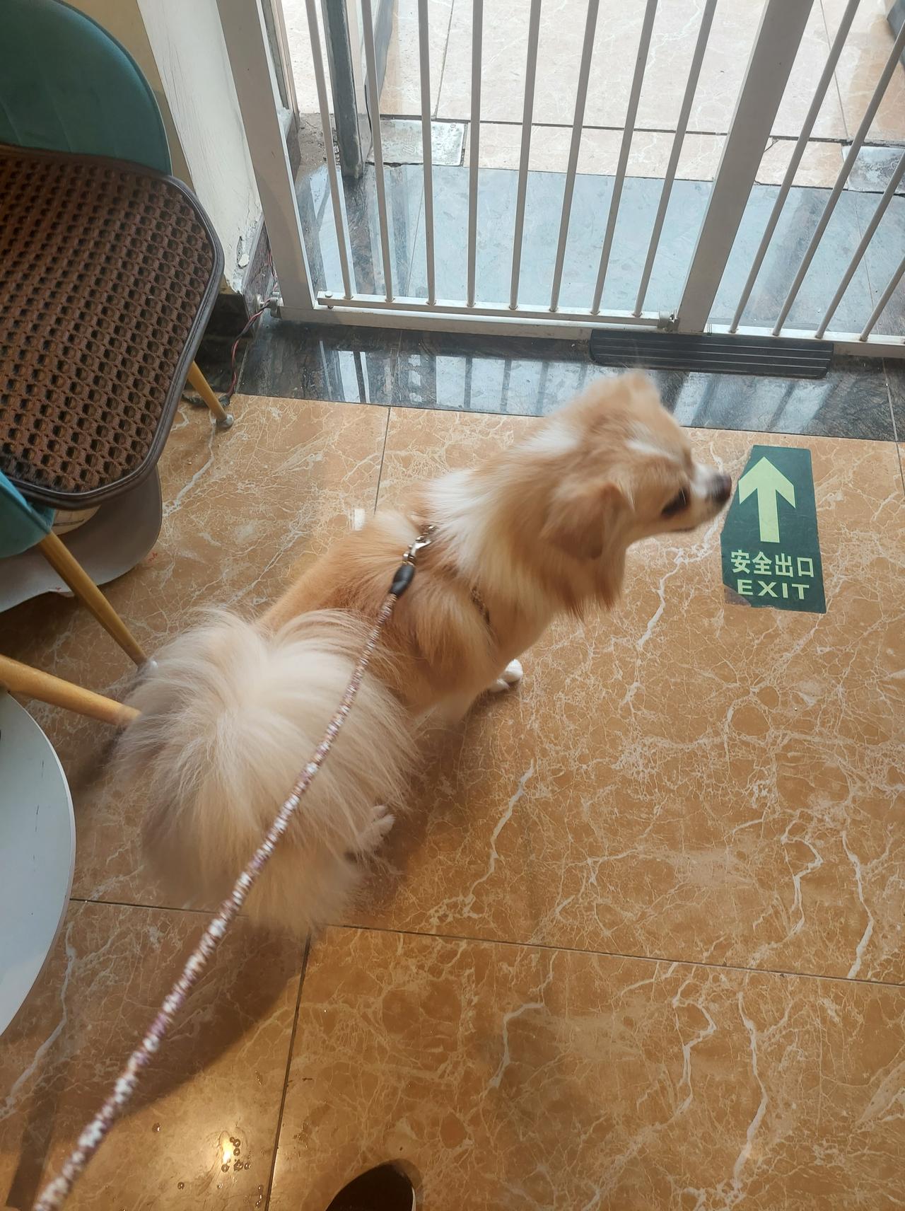 今天很忙碌，早晨7点之前完成了三个平台的文章发布。

公公那里又有事情，不舒服，