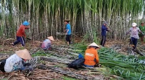 越南变化确实大，以前喊越南人过来广西砍甘蔗，一天50元人民币，后来变100人民币