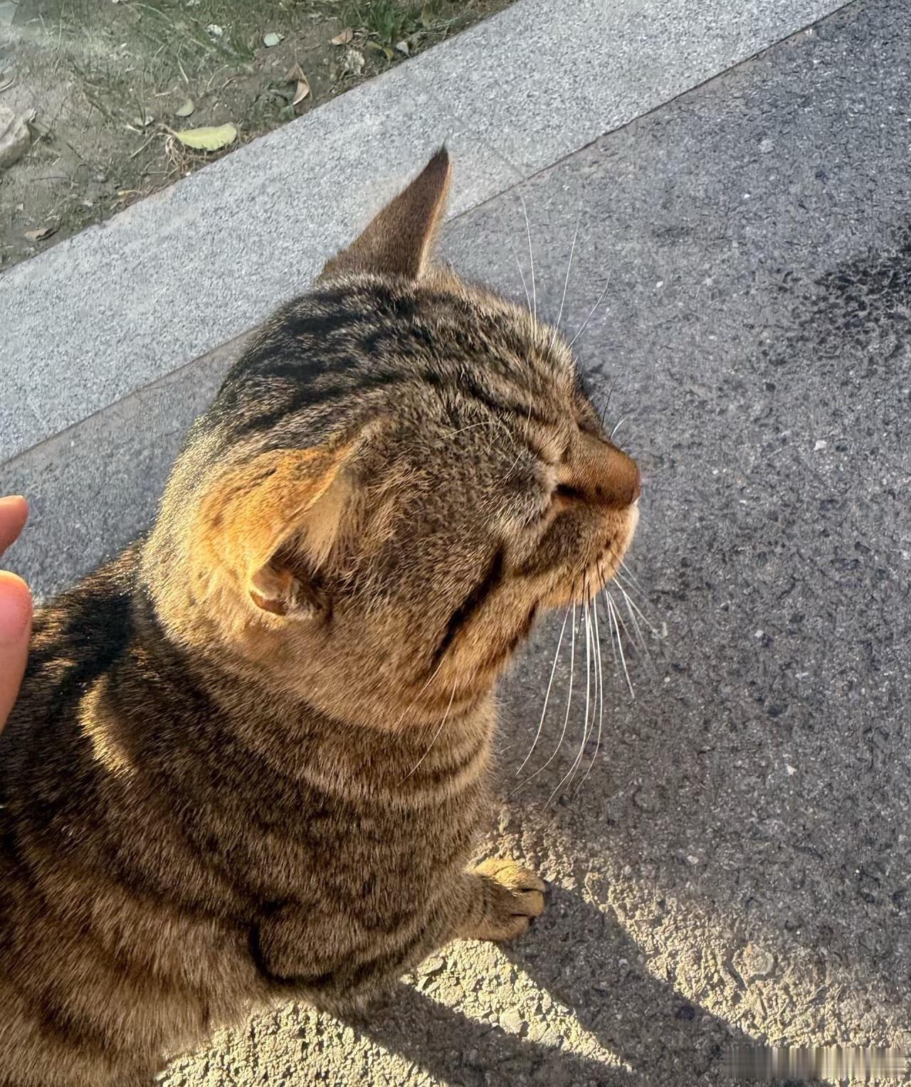 肥嘟嘟的咪真的很好rua~浑身都是肉摸起来软软的给小猫咪剪指甲像踩了电门