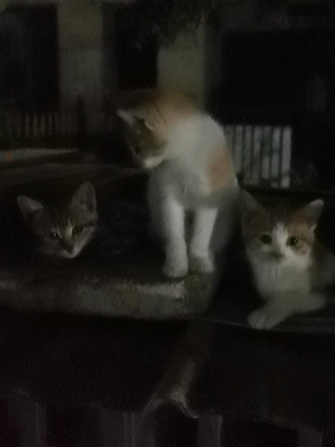 🐱🐱🐱坚持运动打卡