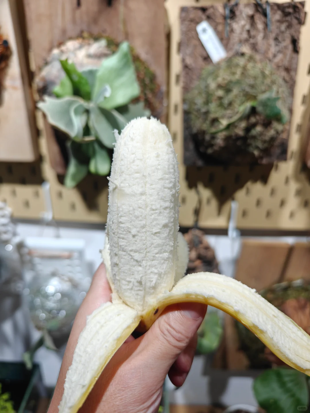 爪哇蓝蕉（Blue Java Banana）