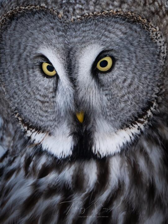 乌林鸮的大大大大大脸盘溢出屏幕了！