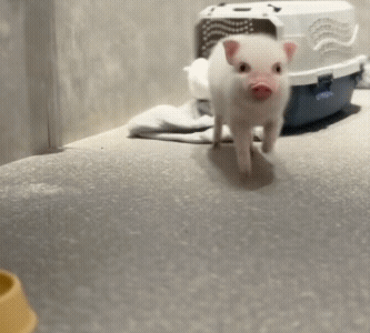 小猪手疯狂操作 