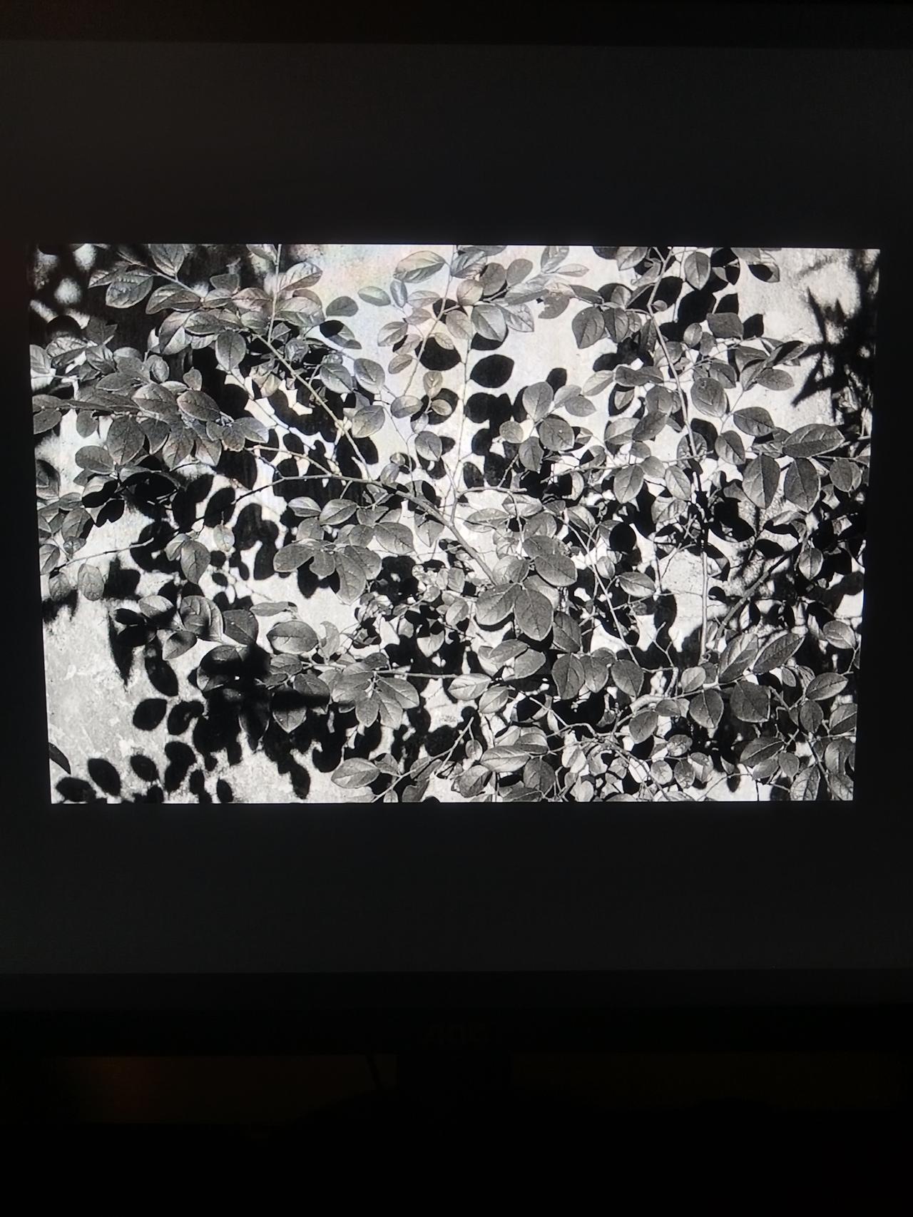 目击道存/心照神交：夏天的诗。

夏天的阳光是我的良药，光照万物，这个世界是如此