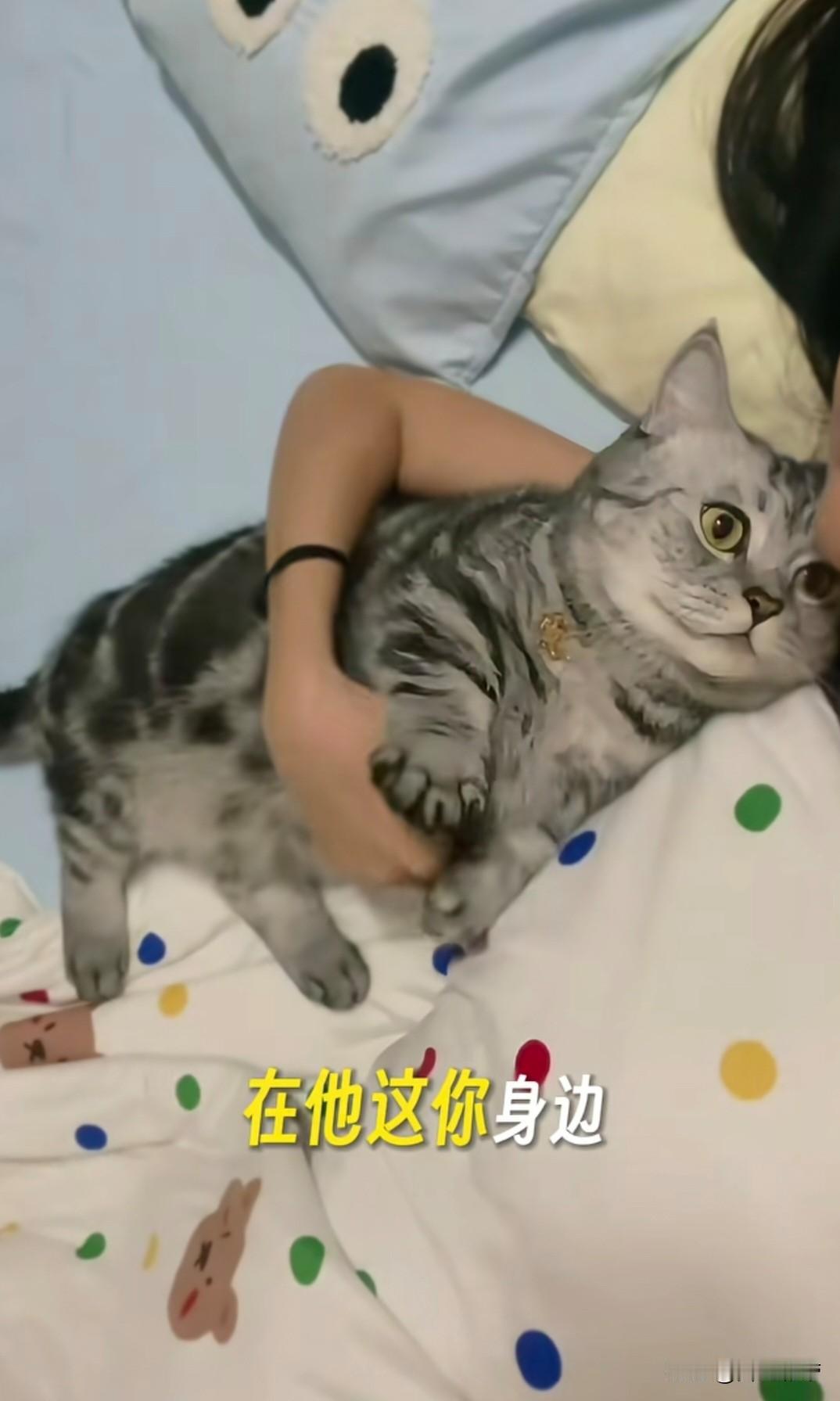 哎呀妈呀老铁们，快瞅瞅你家猫有没有这5个认定你是主人的表现！
睡觉总黏着你，觉得