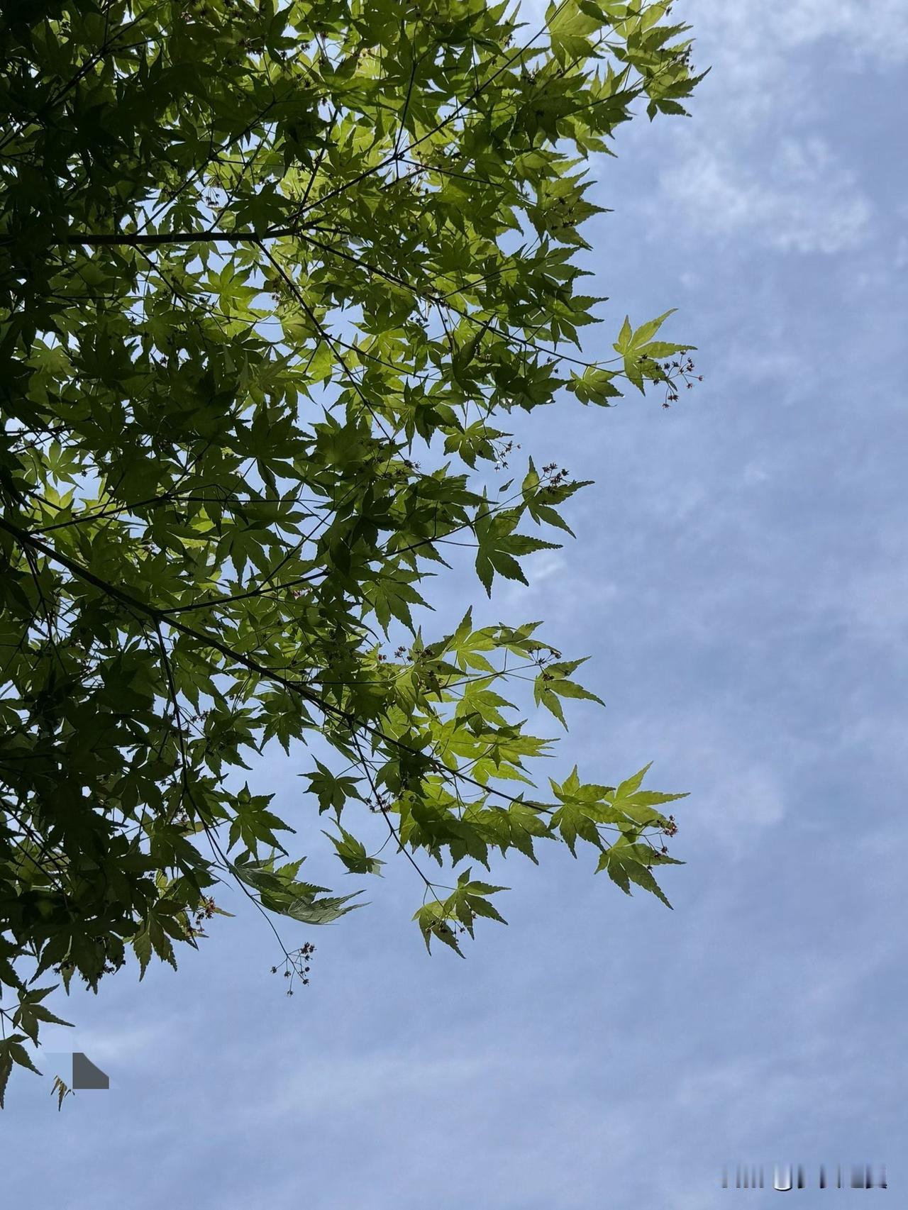 【小对联】
上：……？
下：聘金。