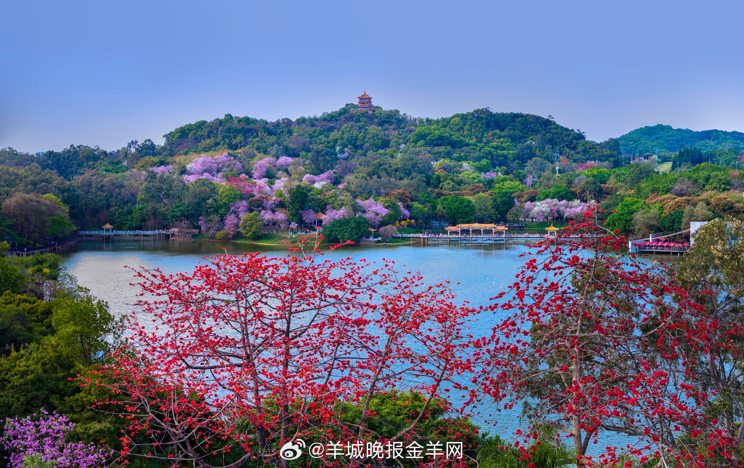 #早安#愿你我都能从现在开始，坚持学习，专注成长，为未来的自己储蓄能量。新的一天