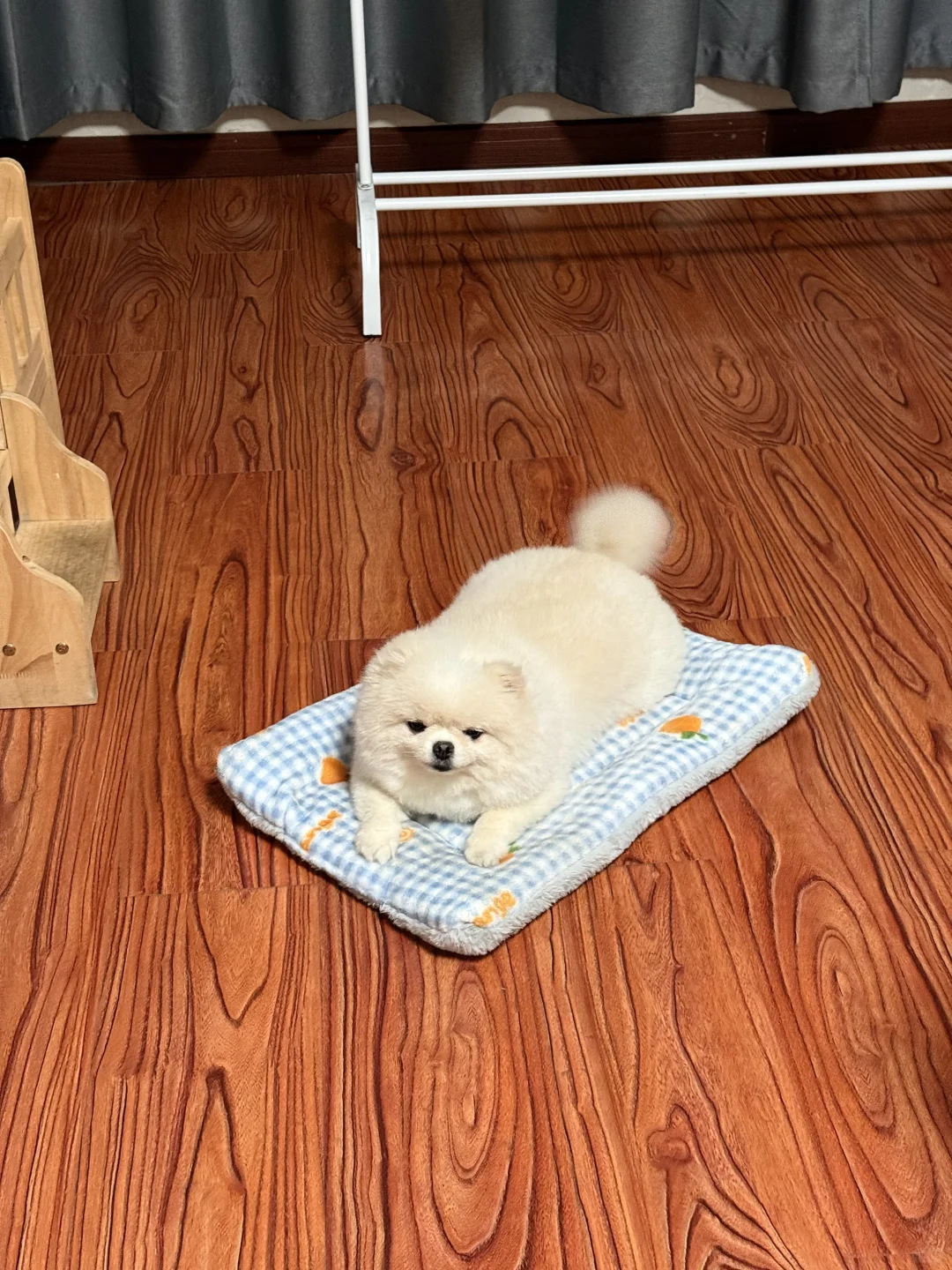 彻底被小胖子俘获了