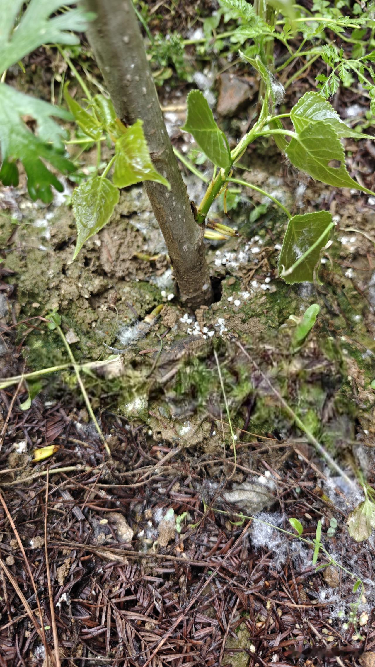 扦插的白杨树成活以后，追施一点复合肥，树苗快速生根成长。管理好了当年就能卖，追肥