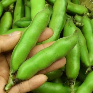 宁波人春天必吃之嫩蚕豆蚕豆，宁波人则习惯叫倭豆，吃过嫩蚕豆，春天才算得上圆满。青