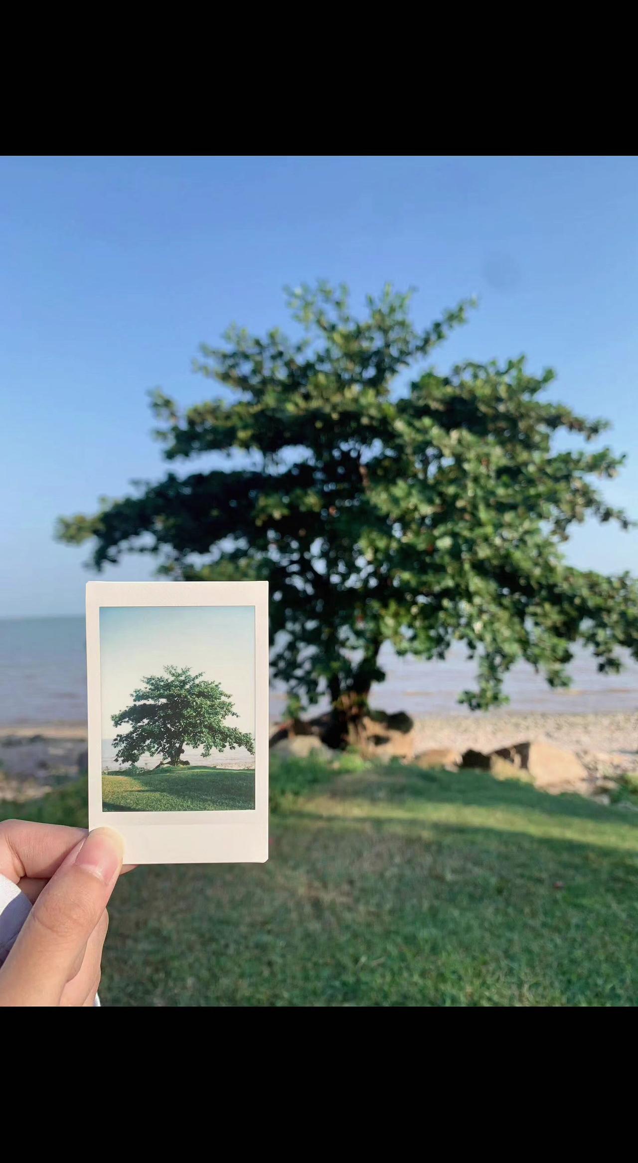 📸胶片里的夏天会过期吗？树影在掌心摇晃🌿，海是倒过来的天。按下快门，把此刻锁