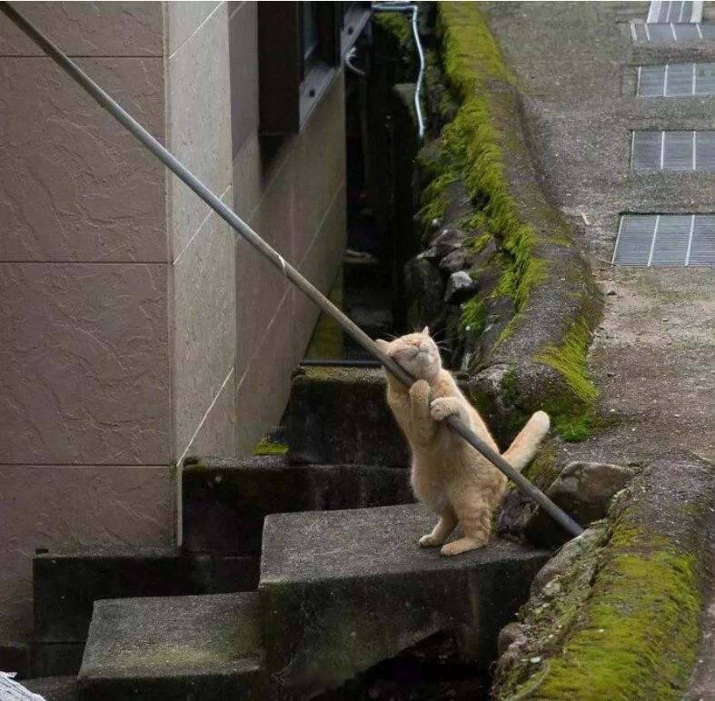 岛国摄影师冲昌之镜头下东京街头的流浪小猫们！看看它们平时都在做什么吧[/cp]