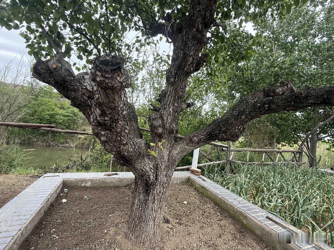 【小对联】
上：劣等；
下：……？