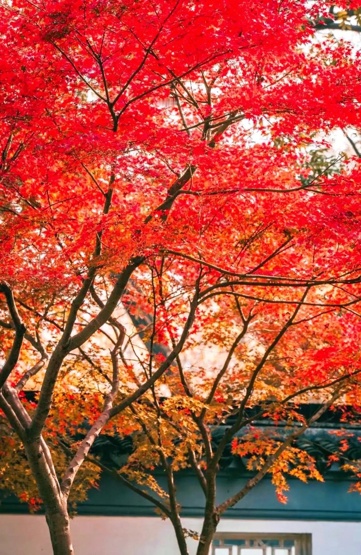 可控核聚变8小龙出炉！1、西部材料——稀有金属材料的研发2、华菱线缆——产品已实