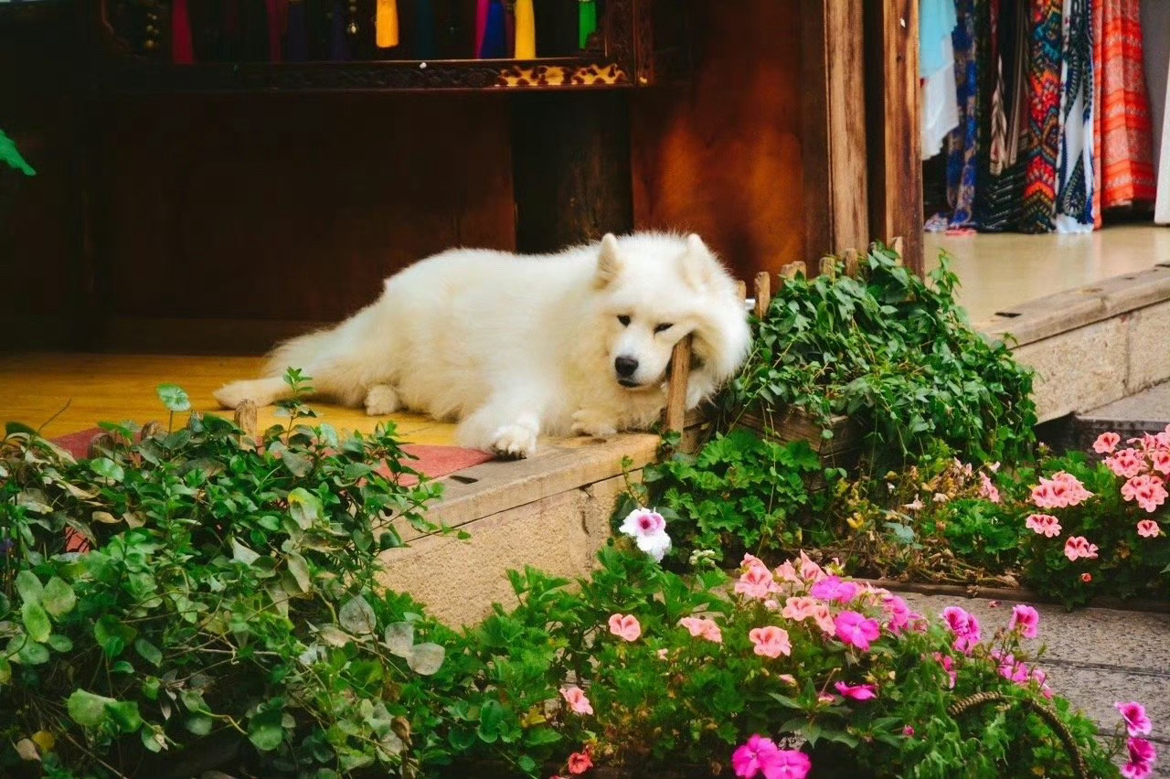 我在丽江游荡，只为收集你的温柔。 