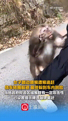 6月3日，安徽泾县皖南川藏线公路上，一名女子遭野生猴群追赶，因惊恐围绕一辆汽车转