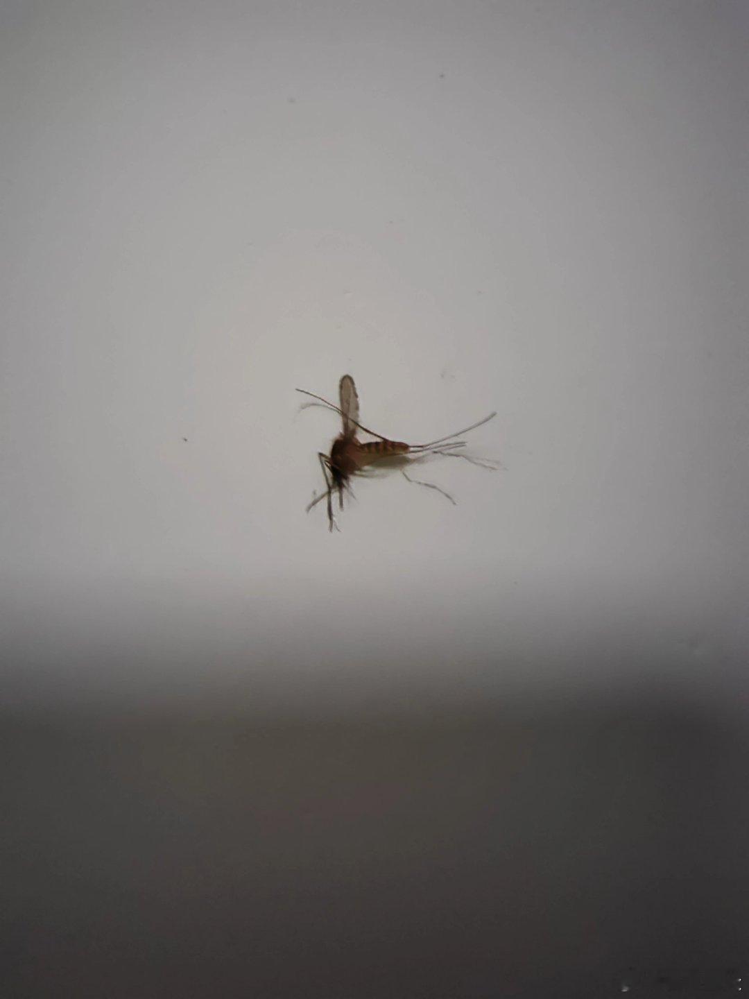 入冬前的最后一个标本，拜拜了您嘞 ​​​