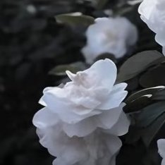 山茶花的种植方法：1. 选苗与土壤：选择健康、无病虫害的山茶花苗木，土壤要求疏松