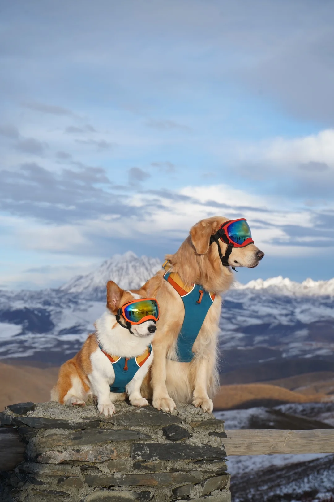 我和小狗都被雪山惊艳到了