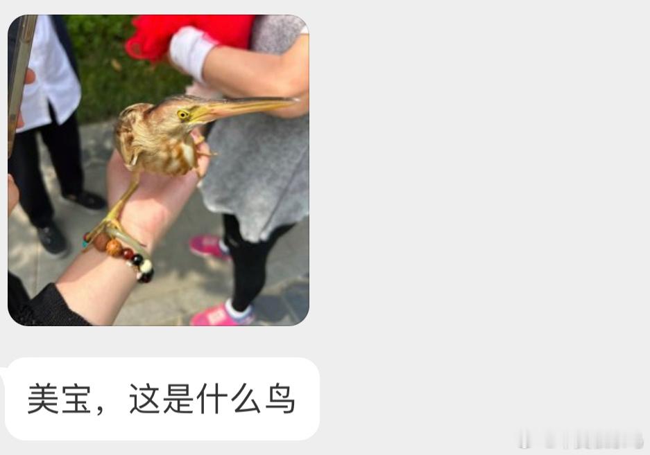 呆呆的【黄huáng苇wěi鳽】别靠得太近，小心被啄眼睛🙊可以找个芦苇丛放了，