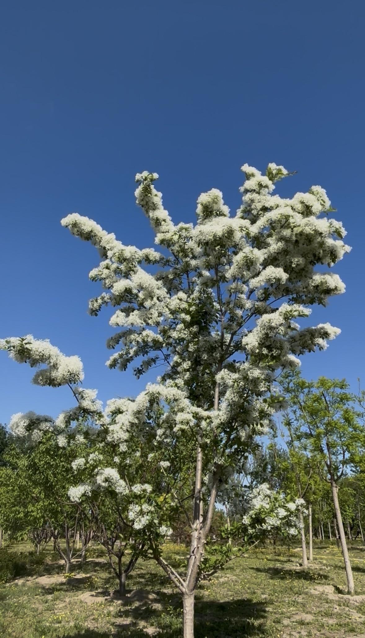 这在野生公园拍的，也不知道啥花，就是觉着花如雪一样纯洁，非常美观。