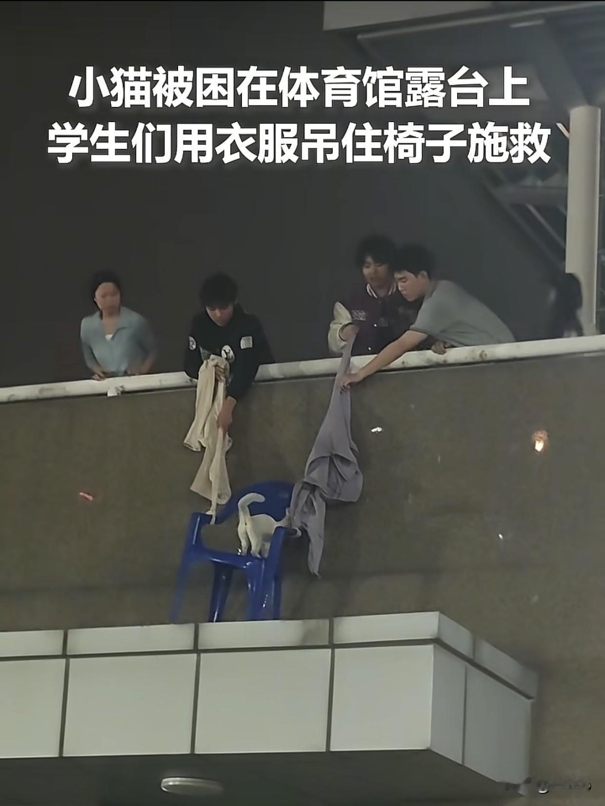据人民日报真实报道，一只小猫不慎被困在体育馆露天平台，位置偏高、周边无落脚处，小